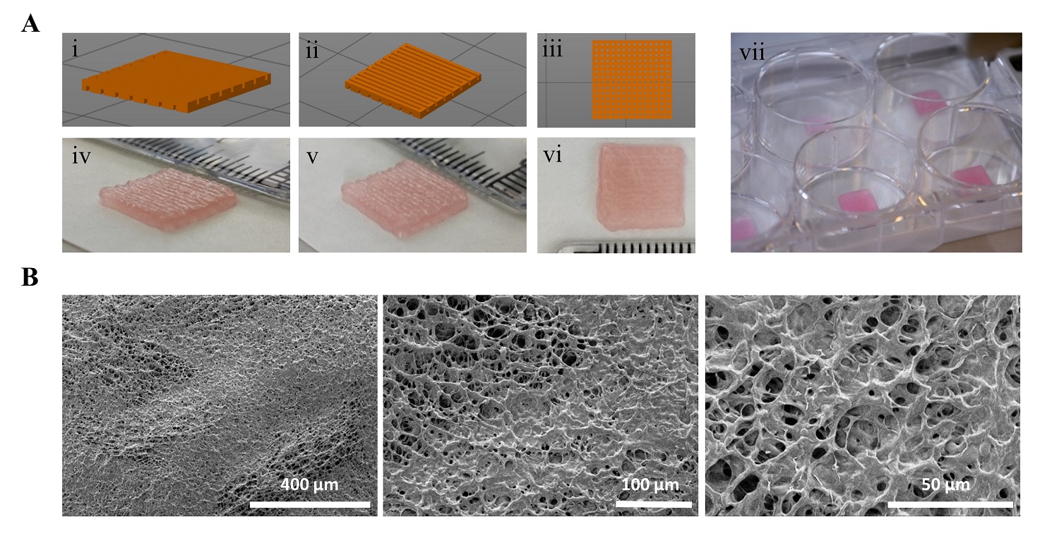 Characterization-of-the-morphology-of-the-3D-printed-scaffolds